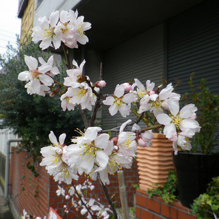 20120324.jpg